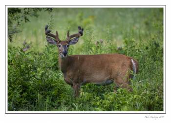 8pt buck 2a.jpg